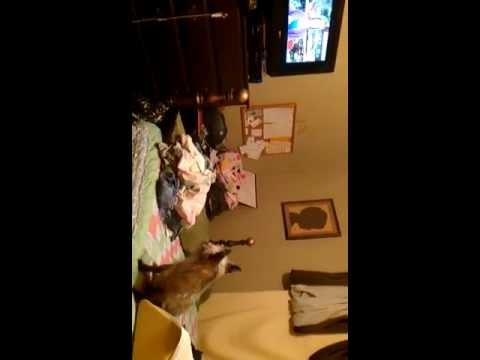 dog goes crazy when she hears  coupon bug.com commercial