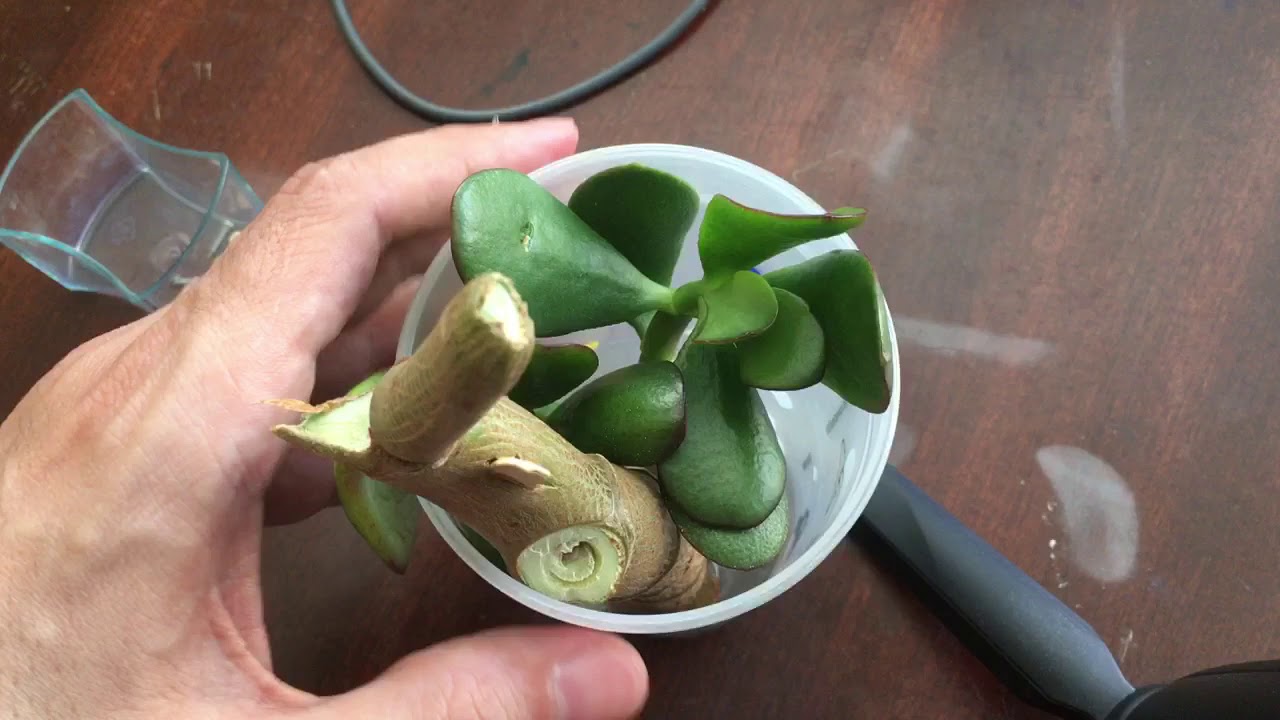 Plant within a plant experiment part 2 YouTube