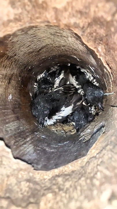 Got lots of baby kacer birds in bamboo #kacer #shorts