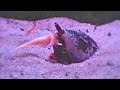 Nightmarish Sea Snail Swallows Whole Fish - Conus Feeding Monster