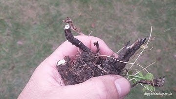 The Fiskars Xact Weed Puller Doesn