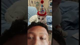#happybirthday #aiandcats #aicats #kitten #animalintelligence #o #cute #birthday #cats #cat