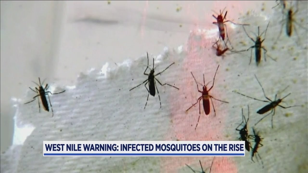 Number of mosquitoes carrying West Nile spikes in NJ Here are the counties faring the worst.