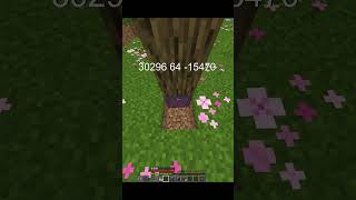 Chicken SMP Hızlı Olan Shulker'ı Alır! Çekiliş VAR #minecraft #mc #gaming #hypixel #skywars