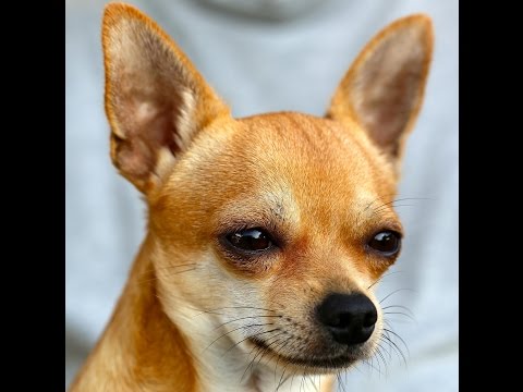 Video: Los Perros De Raza Pura Ofrecen Conocimientos Sobre La Investigación Del Cáncer