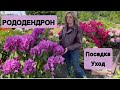 Рододендроны как посадить ухаживать и выбрать сорт Цветение советы и секреты Рододендроны как посадить ухаживать и выбрать сорт Цветение советы и секреты