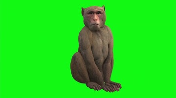 Monkey (Video - Background - Screensaver)