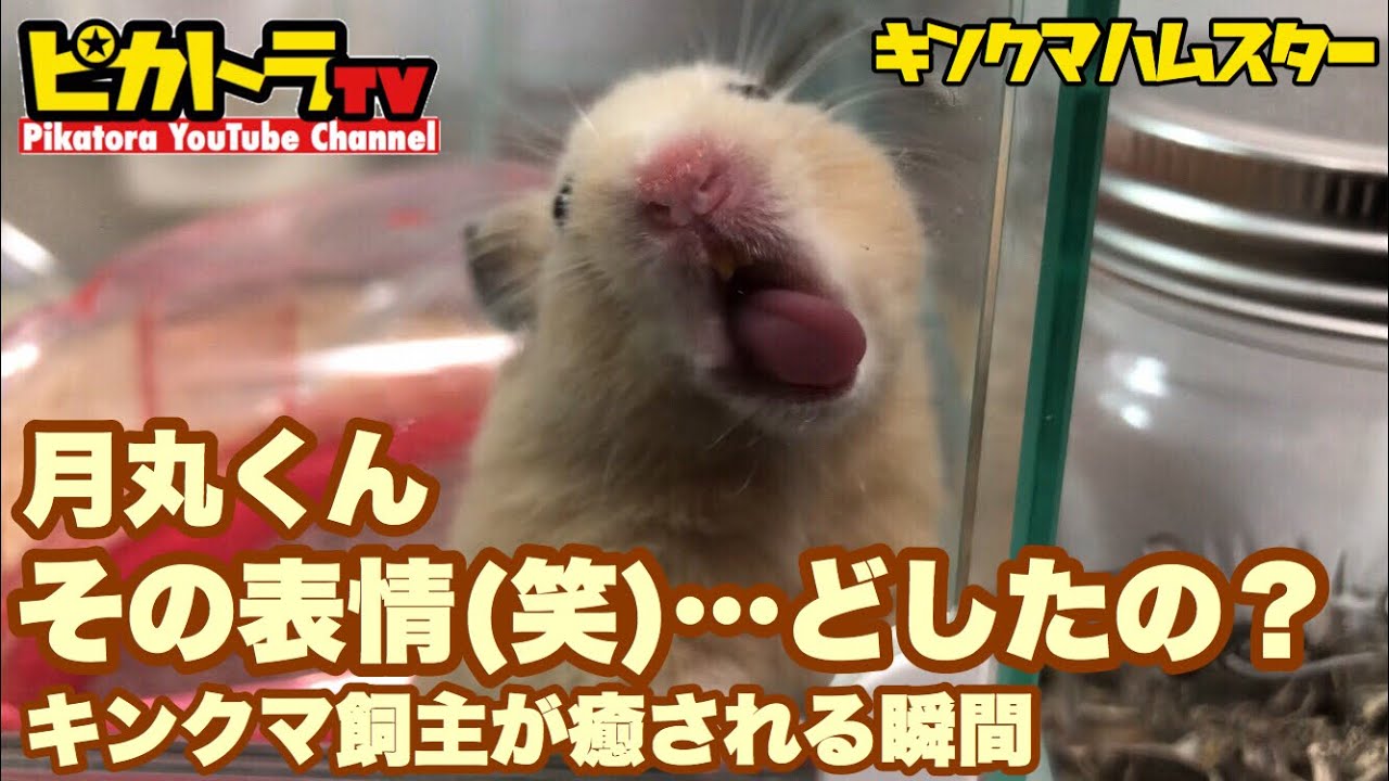 キンクマ 飼主が癒されるおもしろかわいい瞬間 キンクマハムスター月丸の飼育日記 Youtube