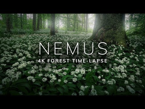 NEMUS - 4K Forest Time-Lapse