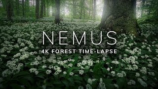 NEMUS - 4K Forest Time-Lapse