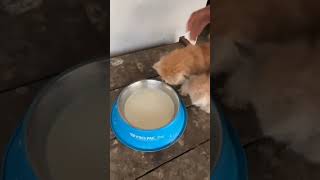 cute cats ko dudh pila Diya Samad pets vlog