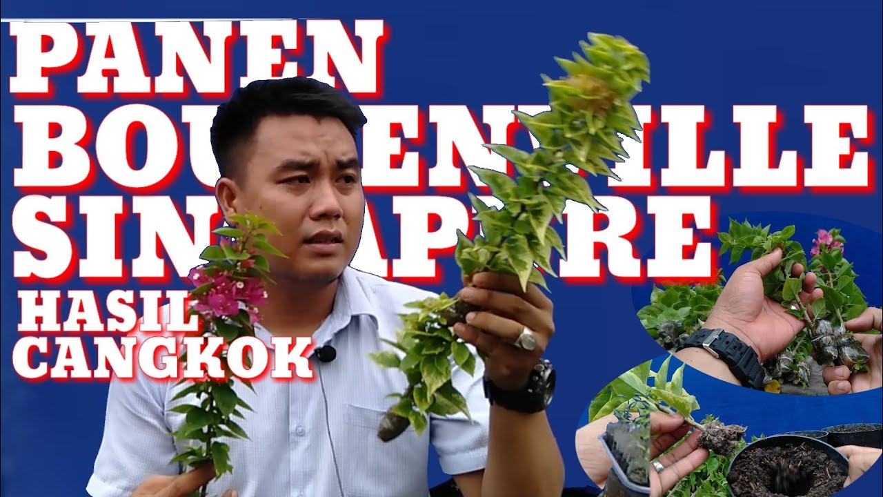 BOUGENVILLE SINGAPURE HASIL CANGKOK SIAP PANEN