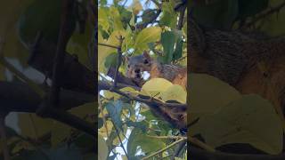 Accidentally high! #weed #high #smoke #squirrel