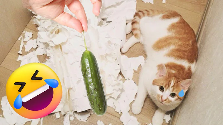 Watch the video about Funny Cats & Dogs Video Compilation | Try Not to Laugh Challenge 😸🐶 #funnyanimals