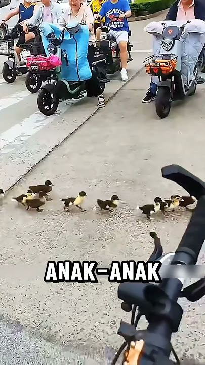 This man is always followed by a duckling #shorts #shortvideo