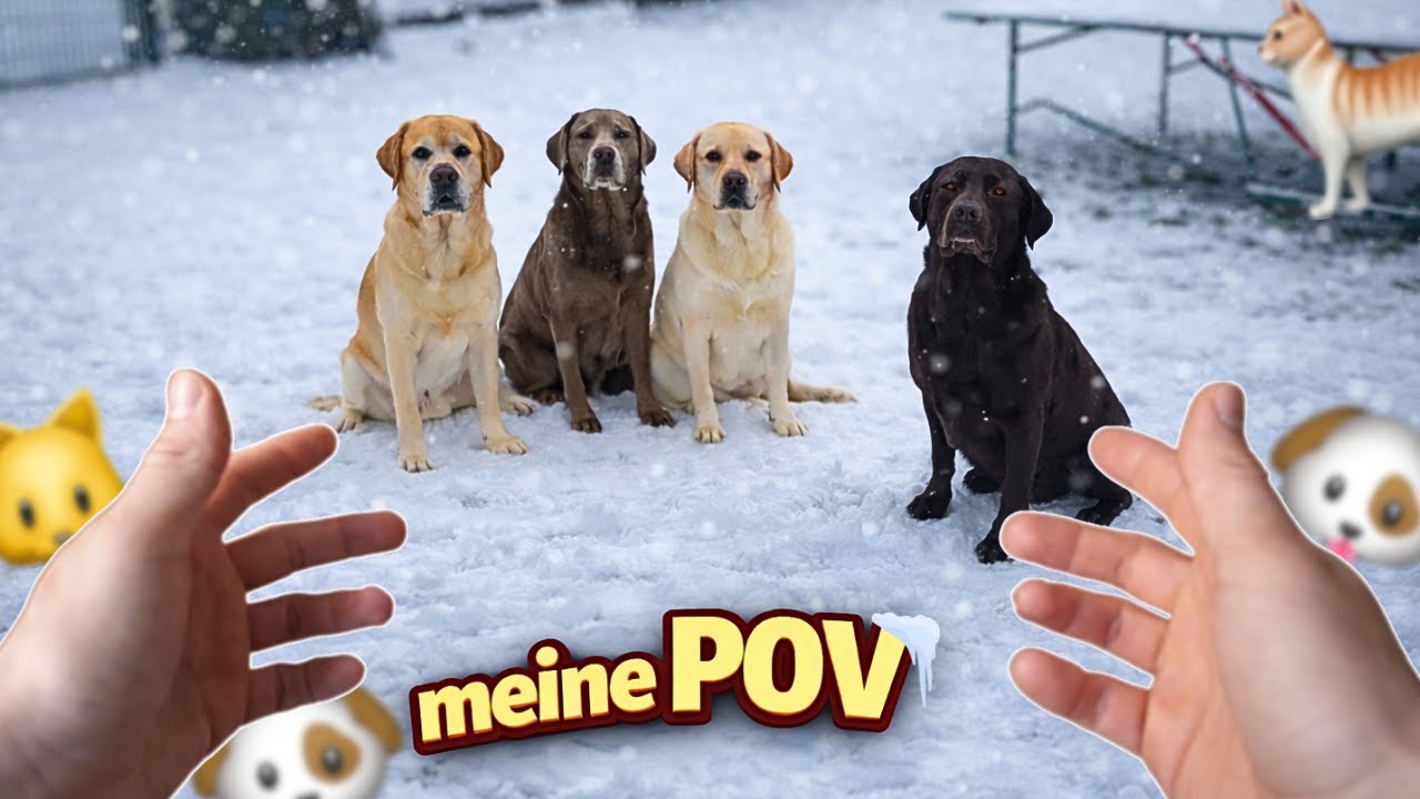 POV: 4 Labradore im Schnee❄️ | Mein Alltag mit 4 Hunden & 13 Katzen
