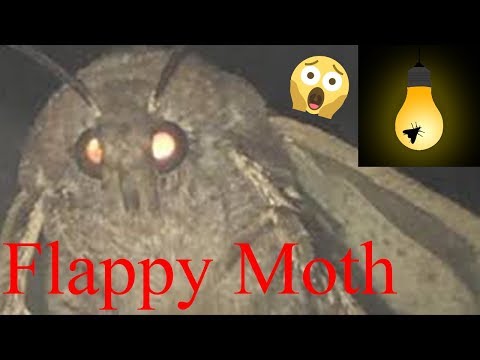 moth-memes-the-game---flappy-moth