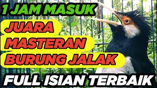 Download Lagu Burung Jalak Suren Malaysia Gacor Full Isian Tembakan Mewah Tengkek Buto MP3