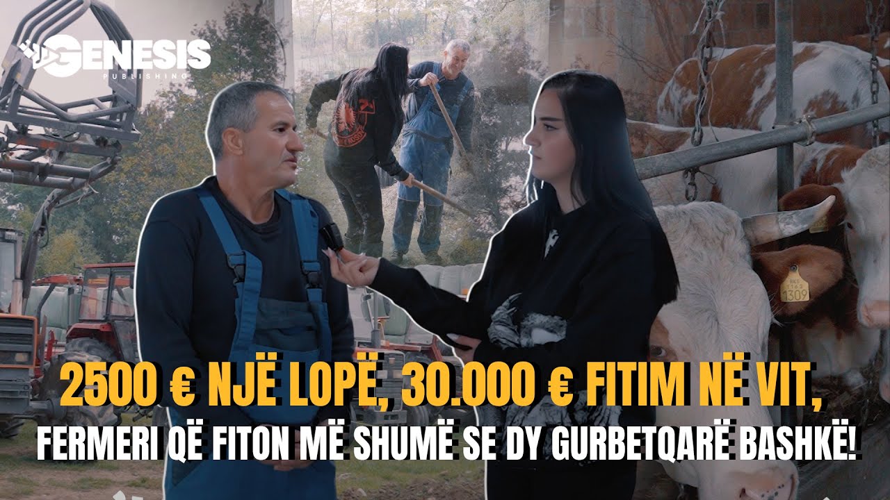 2500 € një lopë, 30.000 € fitim në vit, Fermeri që fiton më shumë se dy gurbetqarë bashkë!