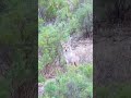 #viral #viralvideo #viralshort #hunting #millionviews #coyote
