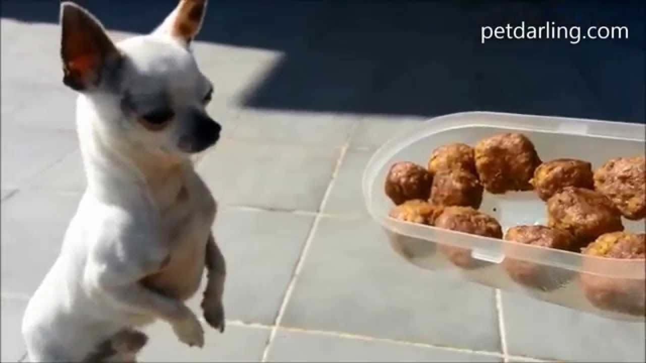 a nombre de Umeki Mirilla Comida casera para perros Receta Albondigas de carne y avena (gatos y perros)  - YouTube