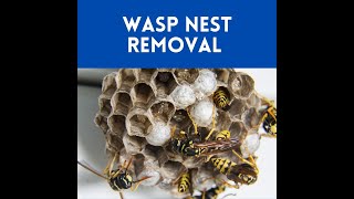 Wasp Nest Removal Service in Ottawa | Bee Extermination Service in Ottawa