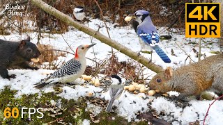 Cat TV for Cats to Watch  Beautiful Birds and Squirrels in the Snow  8 Hours 4K HDR 60FPS