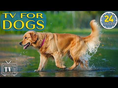 24 Hours of Dog TV & Cure Separation Anxiety with Dog Music: Videos for Dogs to Prevent Boredom