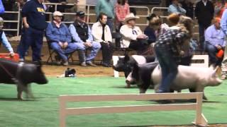 2015 Nwss Market Hog Show