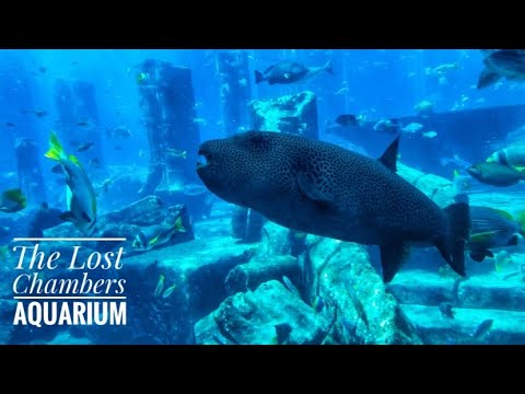 Diver Feeding Fishes in The Lost Chambers Aquarium | Atlantis the Palm Dubai