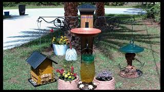 Bird Watching Live Feeder Cam