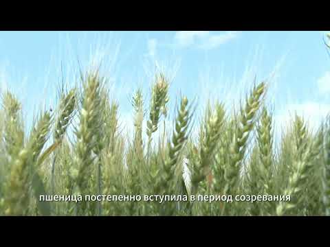 Катятся волны пшеницы.В