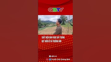 Xuất hiện đàn Voọc gáy trắng quý hiếm ở xã Trường Sơn | QBTV #shorts