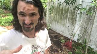 Ginger Planting Home Garden
