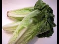 Lettuce 101 - Quick Tips and Ideas