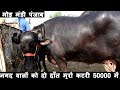 नगद वालों को दो दाँत मुर्रा कटरी 50000 में मोड़ मंडी पंजाब I Good Murrah buffalo at Mour Mandi