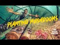 How to plant and care for mushrooms  the silent giants