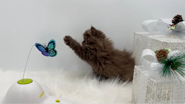 Video 3662341: exotic longhair kitten, gorgeous kittens