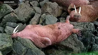 Walrus First Beach | 2025 Highlights thumbnail
