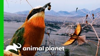 BeeEaters Get Fed Bees For The First Time! | The Zoo