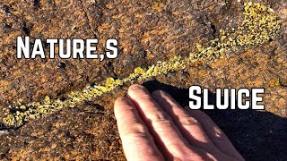 Gold Sniping on Dry Land in Natures Sluice Box