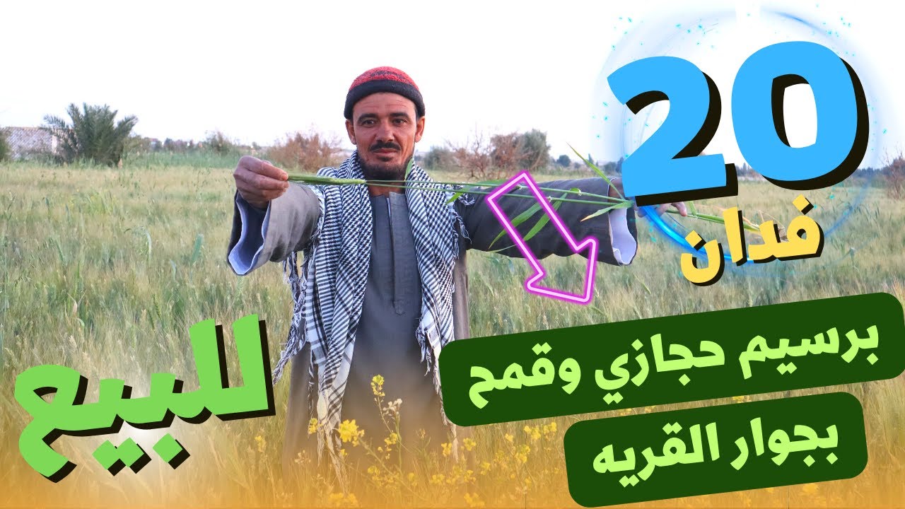 ارض زراعية للبيع | 20 #فدان للبيع بالطاقه الشمسيه مزروعين برسيم حجازي وقمح