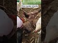 Itne Bhutte 🙄🙄  #murgipalan #chicken #petslovers #rooster #desimurghi #ytshorts #newvideo #egglaying
