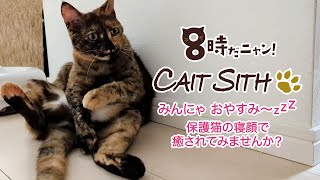 みんにゃ、おやすみ〜zzz 保護猫の寝顔で癒されてみませんか譲渡型猫カフェ ケット・シー