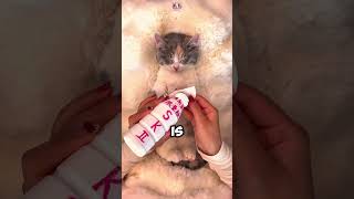 This $5,000 Munchkin Cat Just Had The Most Expensive Spa Day! 🤯