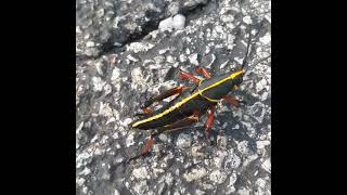 Awesome Looking Lubber Grasshopper #insects #florida #shorts