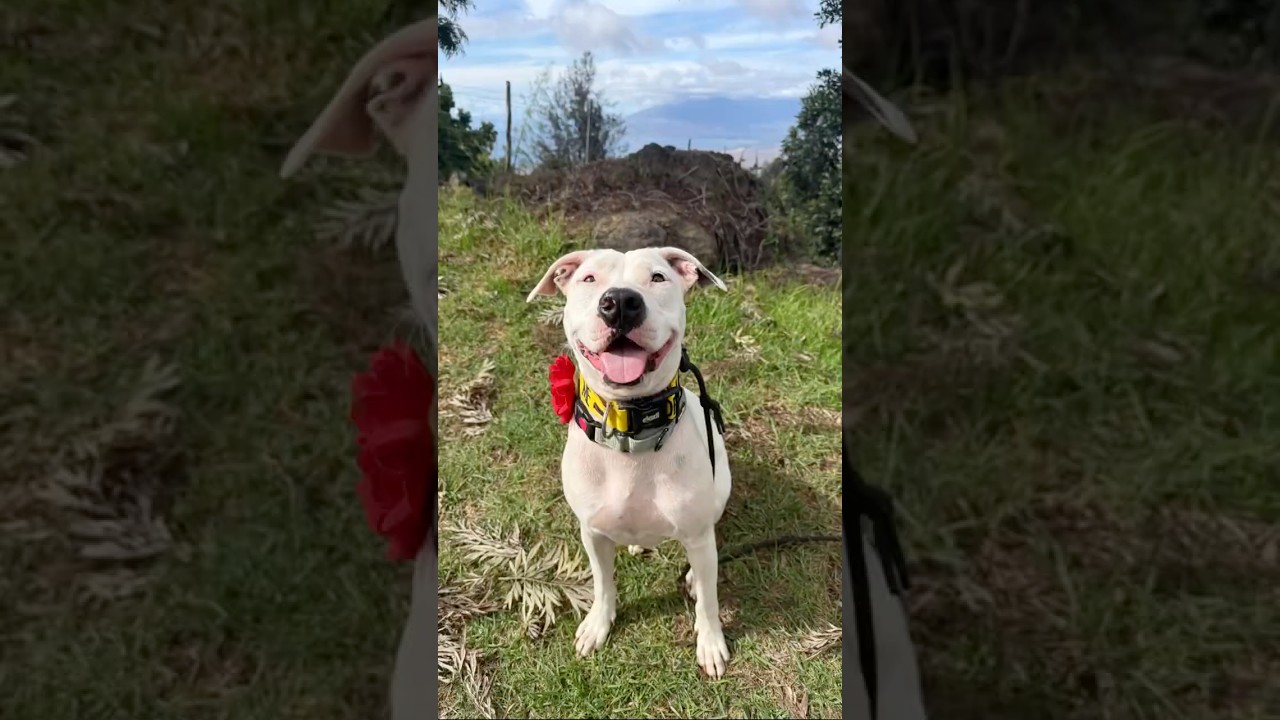 День на прогулке с собакой из приюта! @MauiHumaneSociety