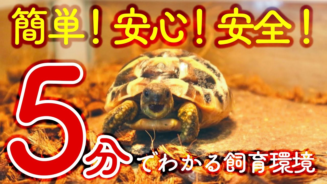 リクガメ飼育環境】メンテナンス＆使用アイテムまるごと紹介