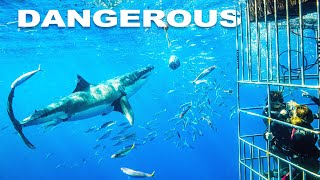 Shark Finatic Faces Biggest Challenge In 50-Year Career | Tales of a Shark Hunter | Wild Waters