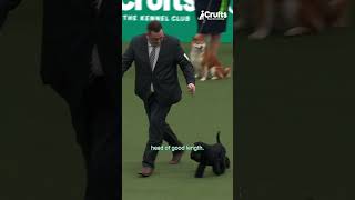 All About Miniature Schnauzers | Crufts Whats That Dog?
Subscribe to Crufts: http://bit.ly/CruftsSub
Connect with Crufts online:
Follow us on TikTok : https://www.tiktok.com/@crufts
Follow us on Twitter: @Crufts – https://www.twitter.com/crufts
Follow us on Instagram: @Crufts - https://www.instagram.com/crufts
Like us on Facebook: http://www.facebook.com/Crufts
Visit the Official Crufts Website: http://www.crufts.org.uk/
Connect with The Kennel Club online:
Follow us on Twitter: @TheKennelClubUK –
https://www.twitter.com/thekennelclubuk
Follow us on Instagram: @TheKennelClubUK - https://www.instagram.com/thekennelcl...
Like us on Facebook: http://www.facebook.com/thekennelclubuk
Visit the Official Kennel Club Website: http://www.thekennelclub.org.uk
All content © Crufts 2026 and is freely available for private non-commercial viewing worldwide. Reproduction of any content requires the prior express consent of The Kennel Club. For terms of use, click here: https://crufts.org.uk/notice-and-take-down-policy/ All About Miniature Schnauzers | Crufts Whats That Dog?
